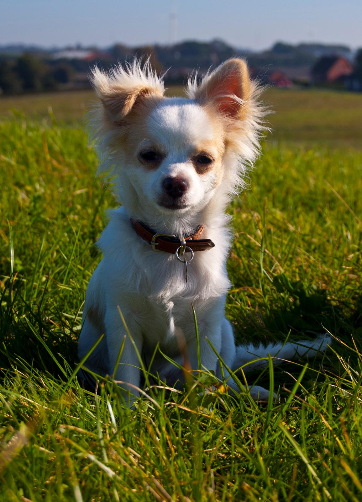 Chihuahua Luffe billede 10