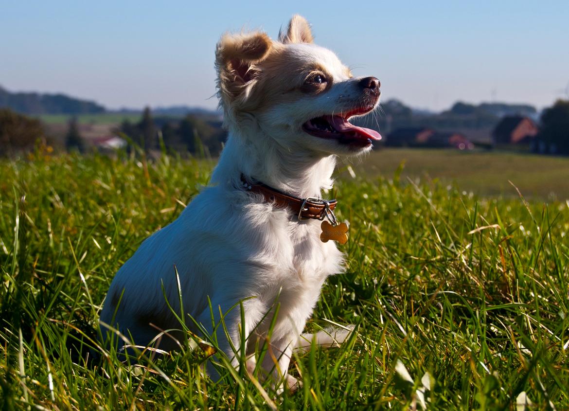 Chihuahua Luffe billede 6