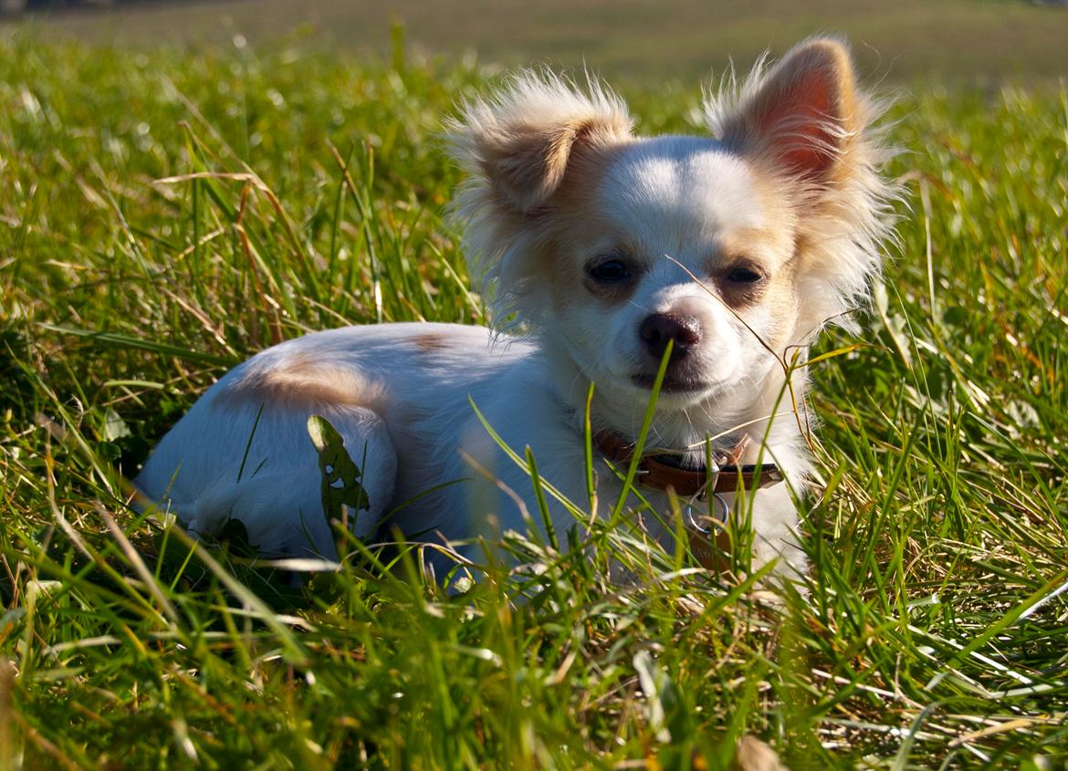 Chihuahua Luffe billede 7