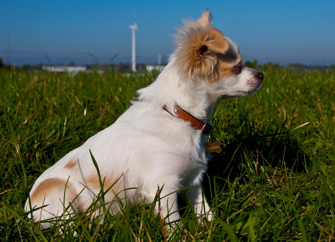 Chihuahua Luffe billede 4