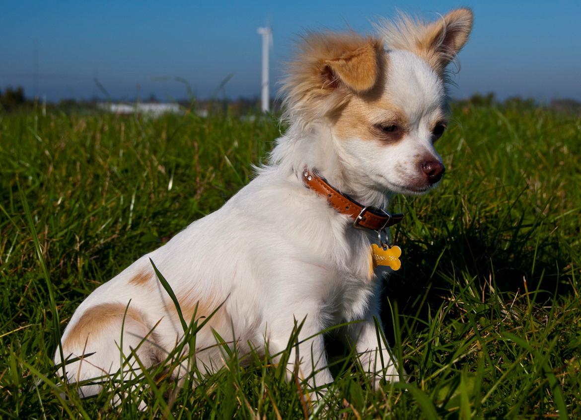 Chihuahua Luffe billede 5