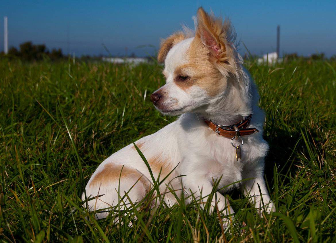 Chihuahua Luffe billede 3