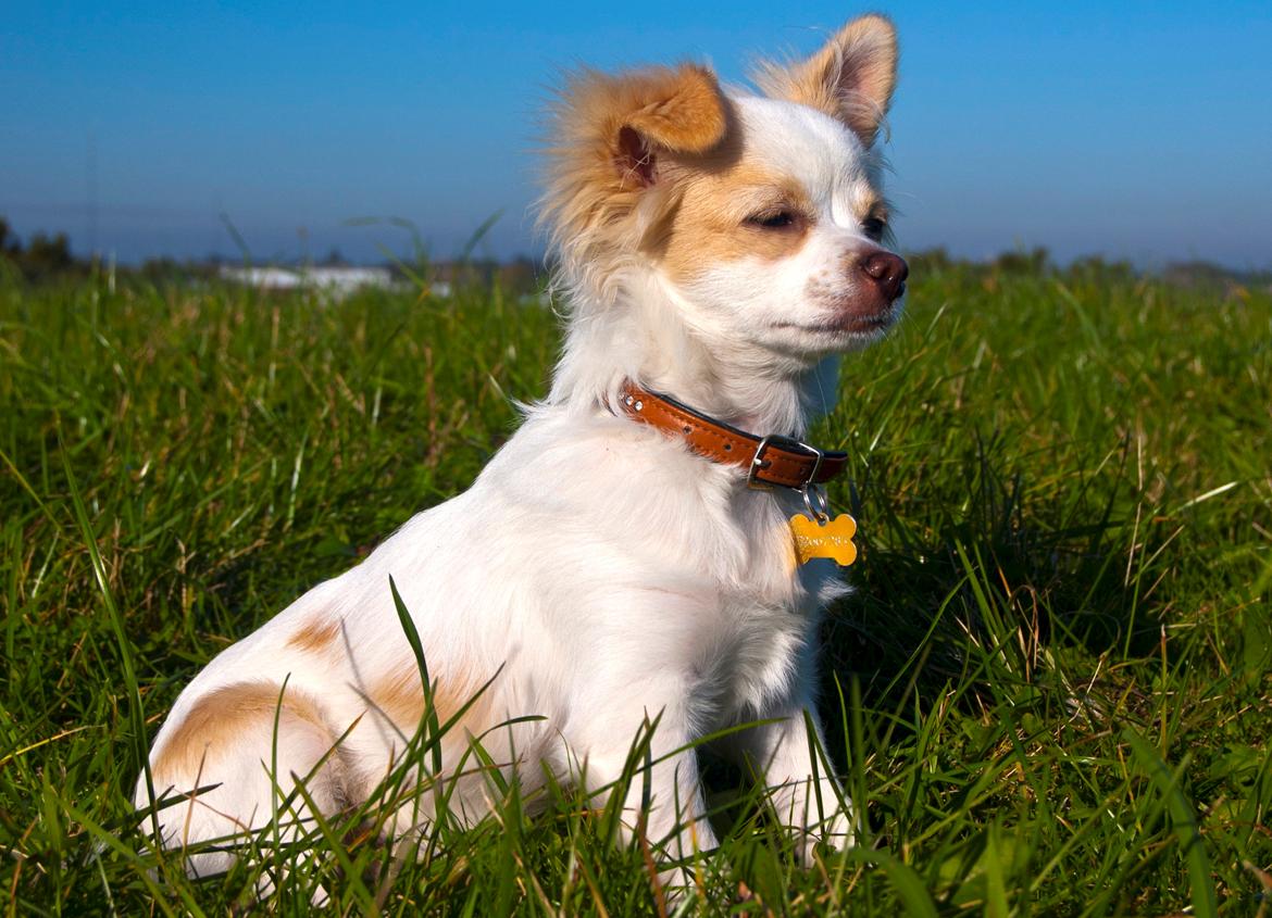 Chihuahua Luffe billede 1