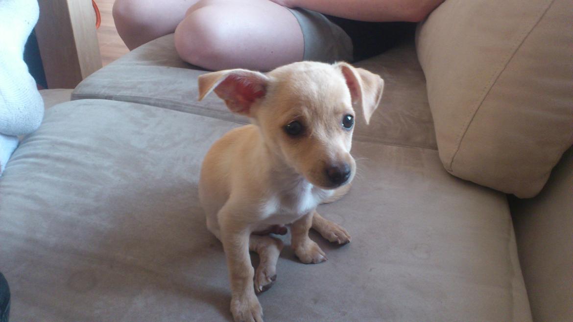 Prazsky krysarik El Futte Von Hank Hansen billede 1