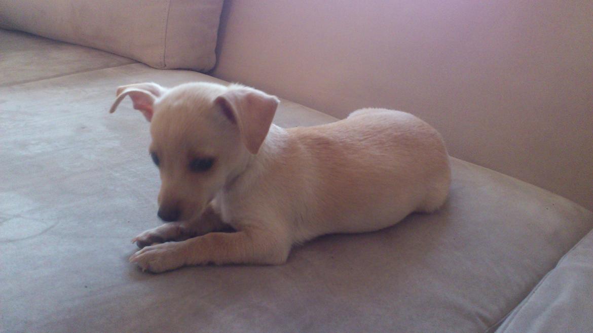 Prazsky krysarik El Futte Von Hank Hansen billede 2