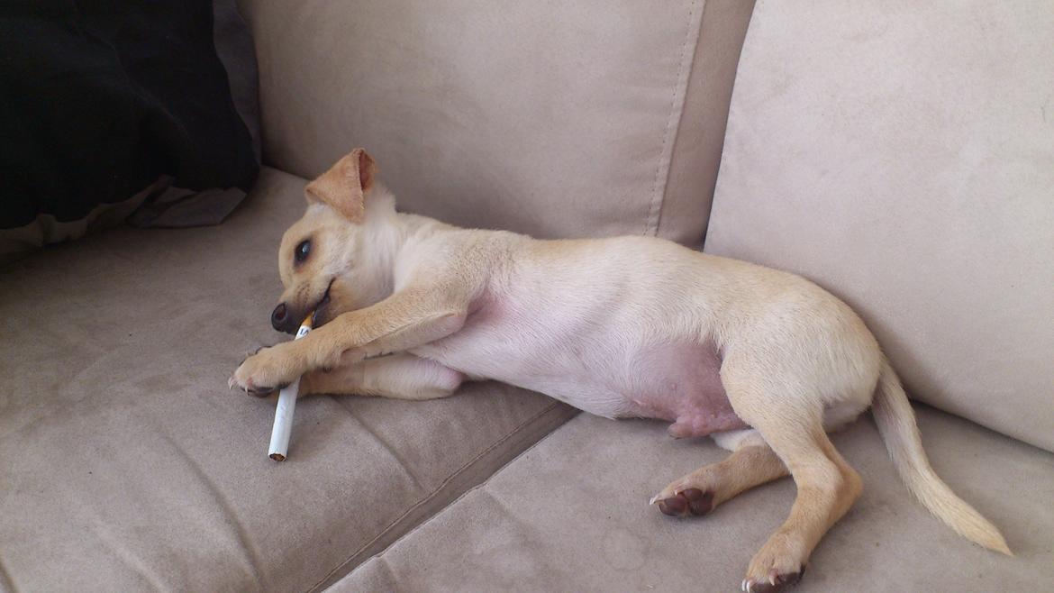 Prazsky krysarik El Futte Von Hank Hansen billede 4