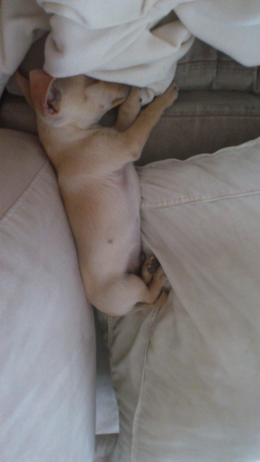 Prazsky krysarik El Futte Von Hank Hansen billede 5