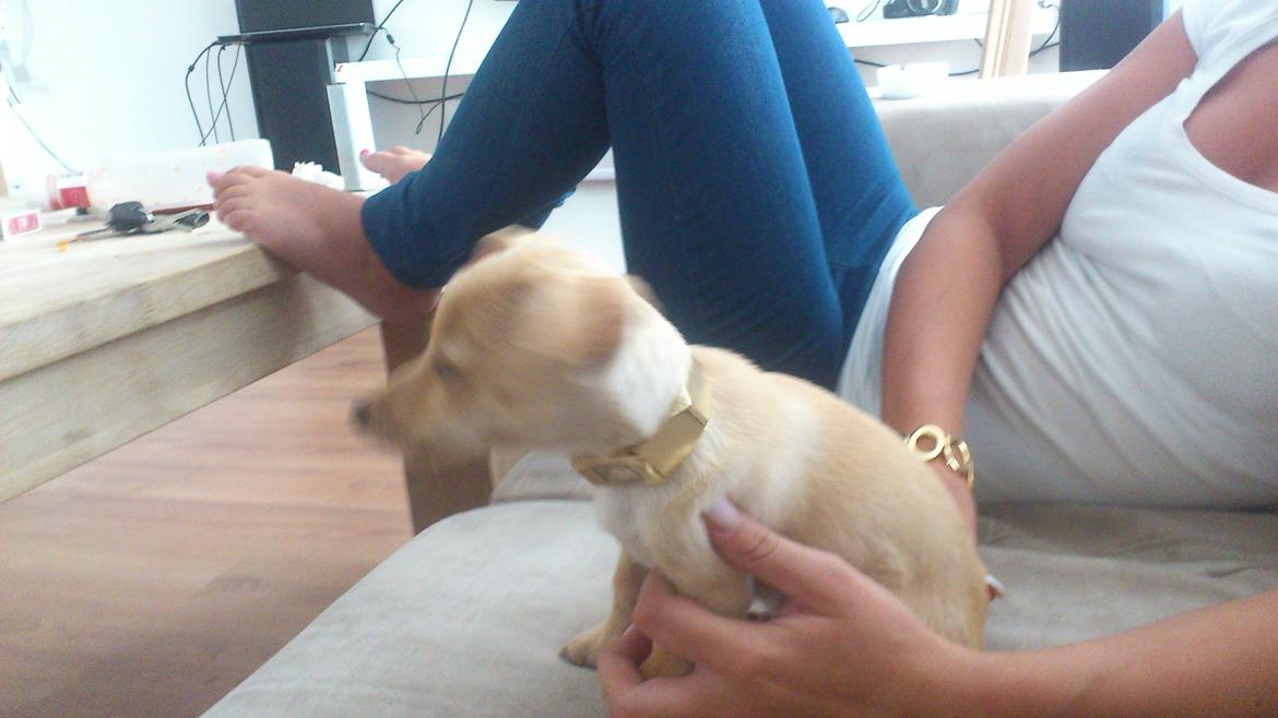 Prazsky krysarik El Futte Von Hank Hansen billede 6