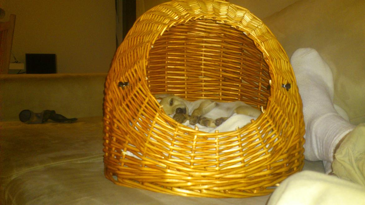 Prazsky krysarik El Futte Von Hank Hansen billede 7