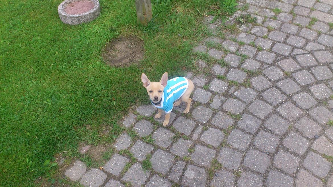 Prazsky krysarik El Futte Von Hank Hansen billede 9