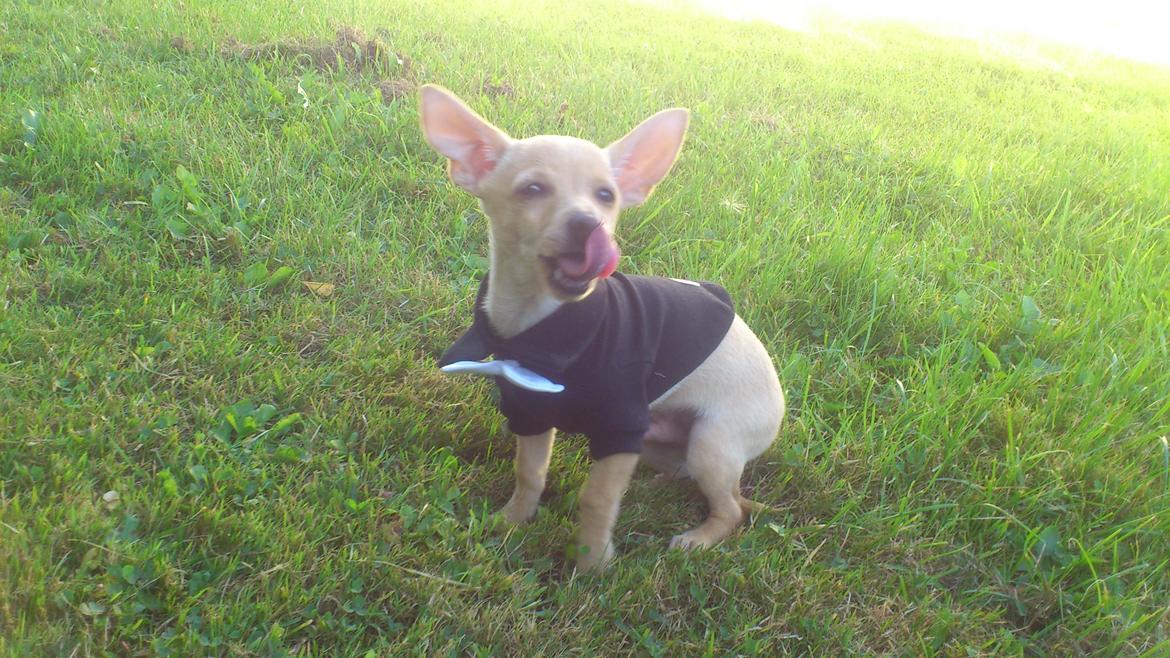 Prazsky krysarik El Futte Von Hank Hansen billede 10