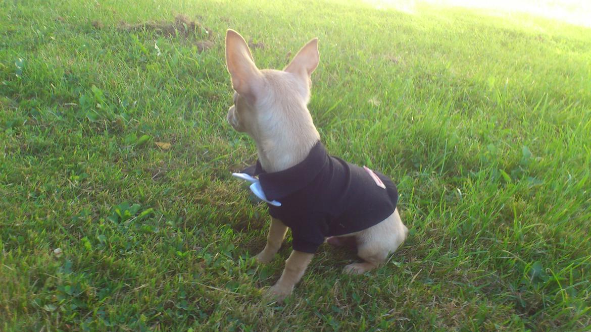 Prazsky krysarik El Futte Von Hank Hansen billede 11