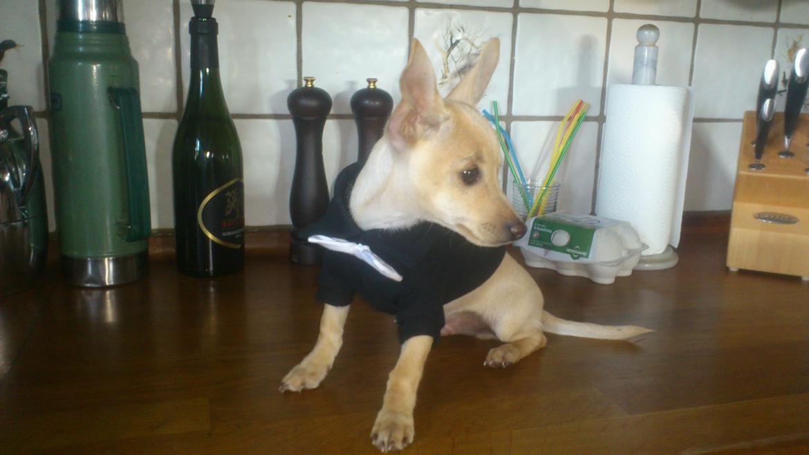 Prazsky krysarik El Futte Von Hank Hansen billede 12