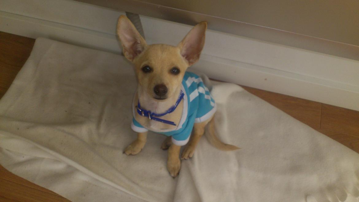 Prazsky krysarik El Futte Von Hank Hansen billede 13