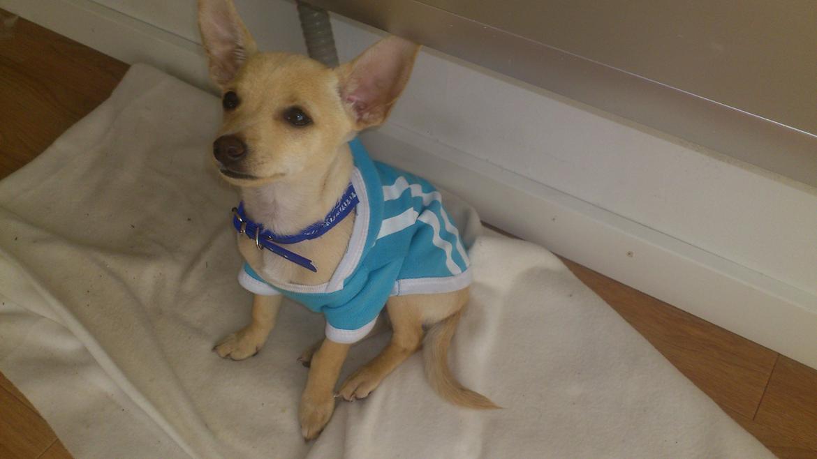 Prazsky krysarik El Futte Von Hank Hansen billede 14