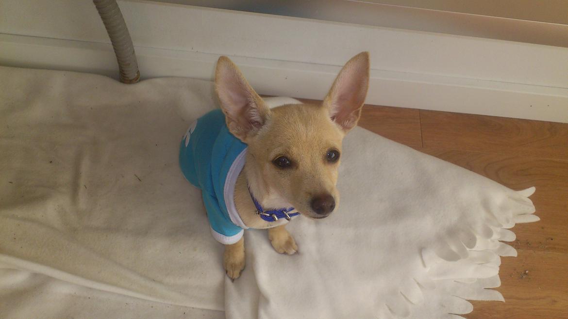 Prazsky krysarik El Futte Von Hank Hansen billede 15