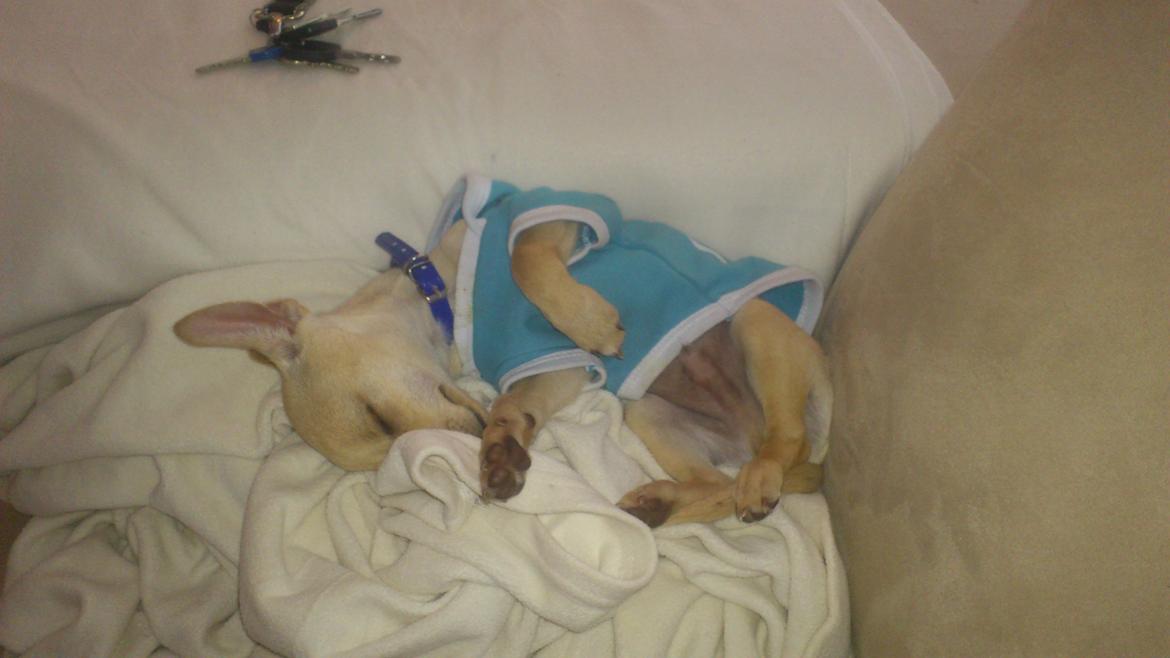 Prazsky krysarik El Futte Von Hank Hansen billede 16