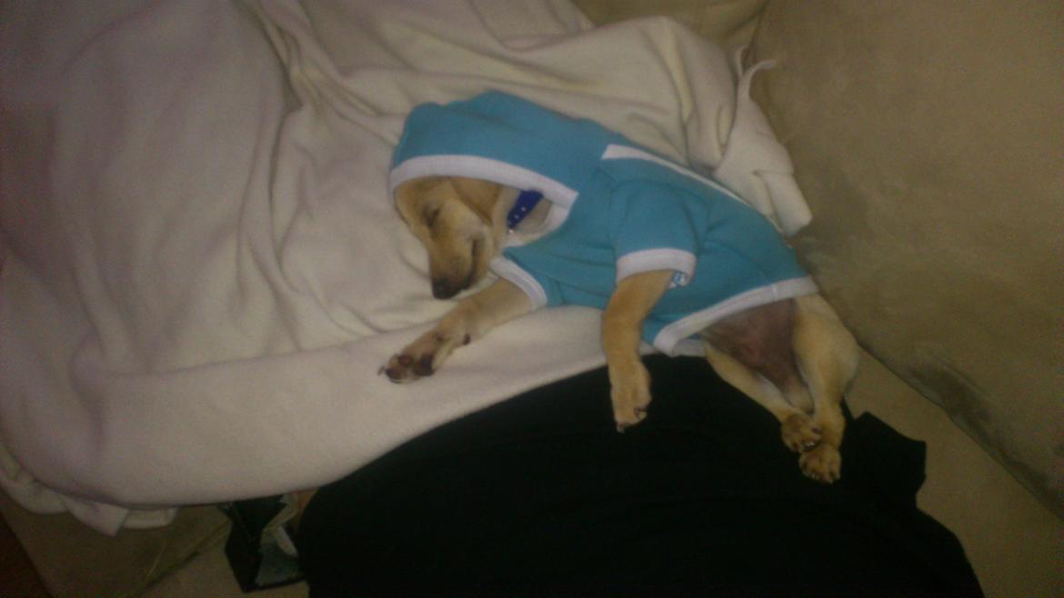 Prazsky krysarik El Futte Von Hank Hansen billede 17