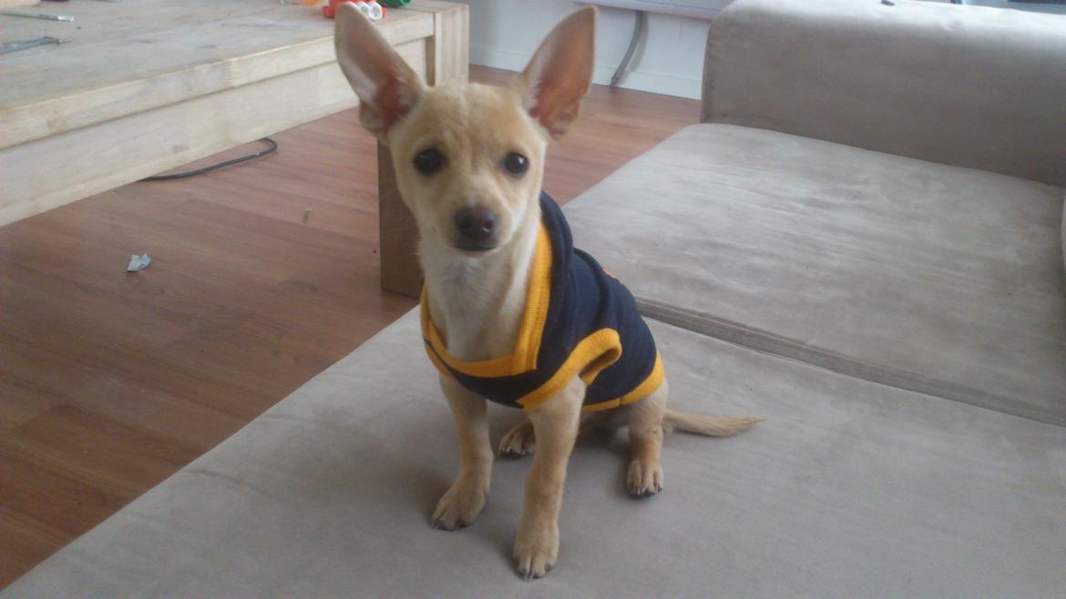 Prazsky krysarik El Futte Von Hank Hansen billede 18