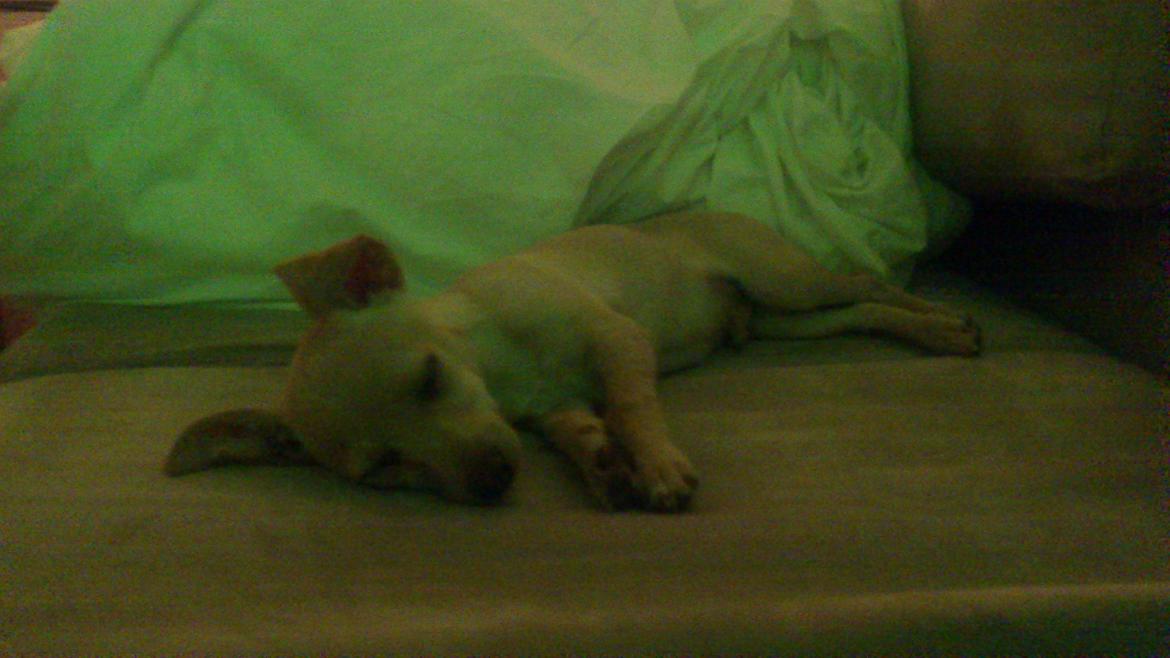 Prazsky krysarik El Futte Von Hank Hansen billede 19