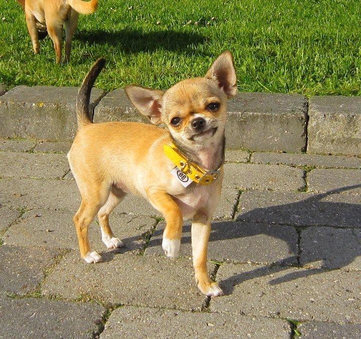 Chihuahua *Felizija* billede 1