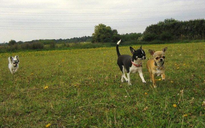 Chihuahua *Felizija* billede 2