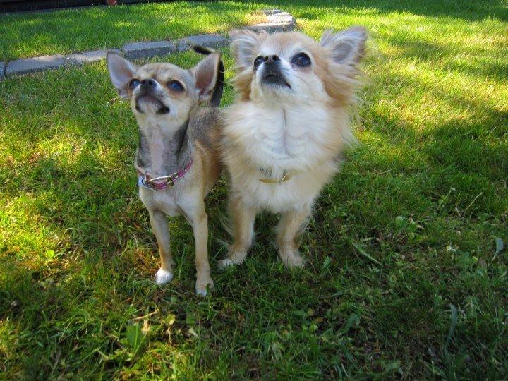 Chihuahua *Felizija* billede 3