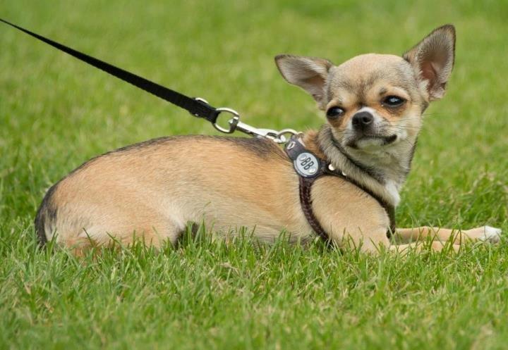 Chihuahua *Felizija* billede 4