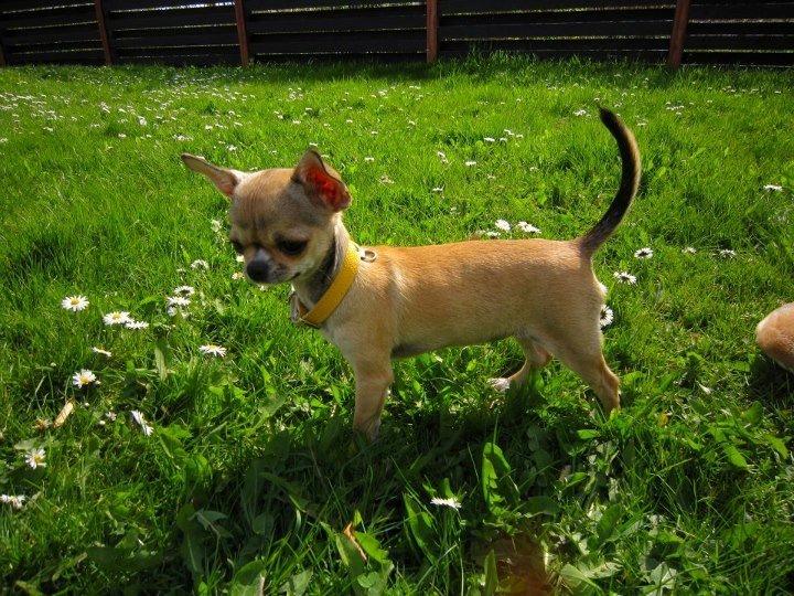 Chihuahua *Felizija* billede 5