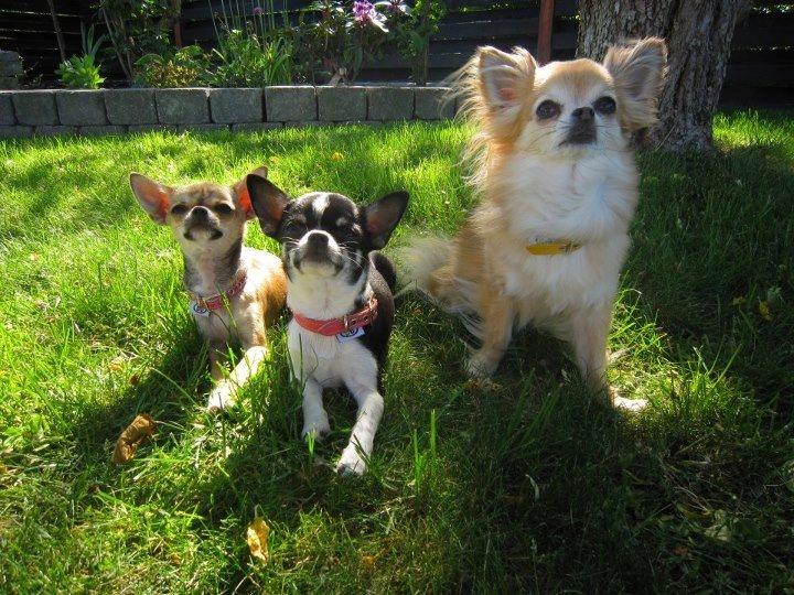 Chihuahua *Felizija* billede 6