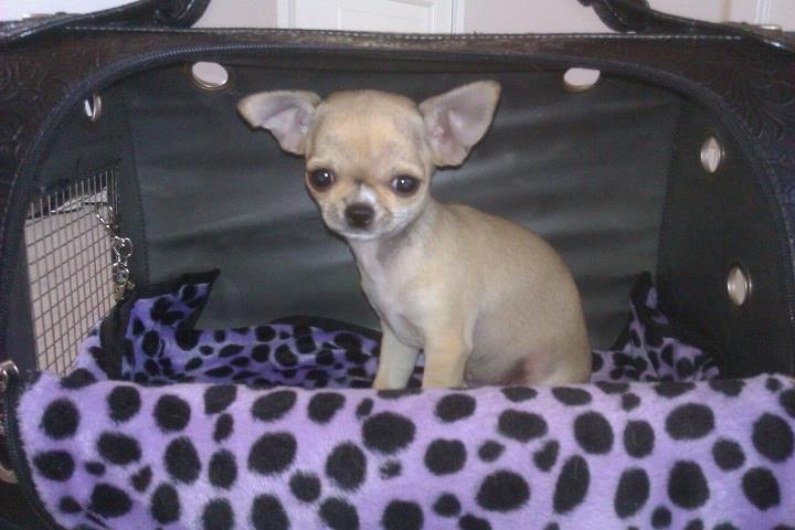 Chihuahua *Felizija* billede 7