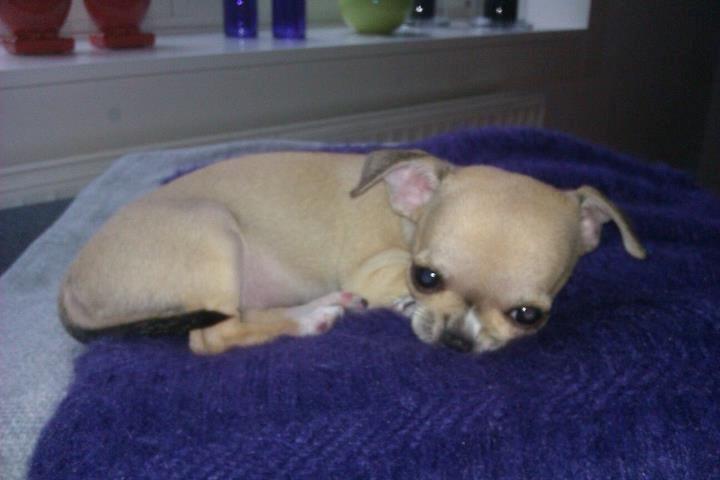 Chihuahua *Felizija* billede 8