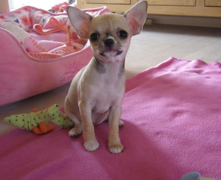 Chihuahua *Felizija* billede 9