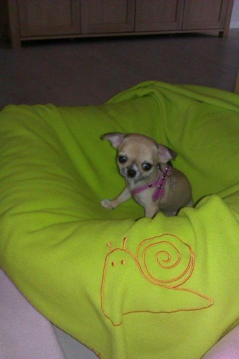 Chihuahua *Felizija* billede 10