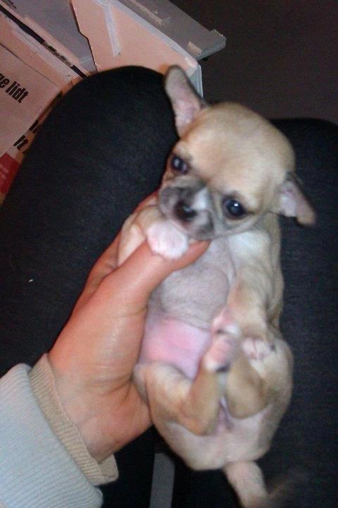 Chihuahua *Felizija* billede 11