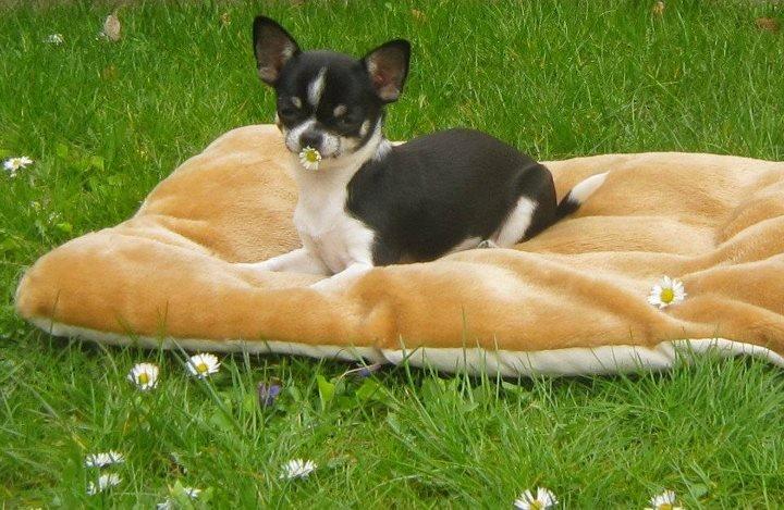Chihuahua *Melina* billede 1