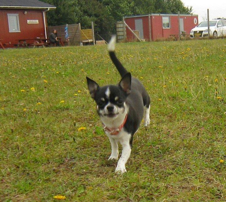 Chihuahua *Melina* billede 2