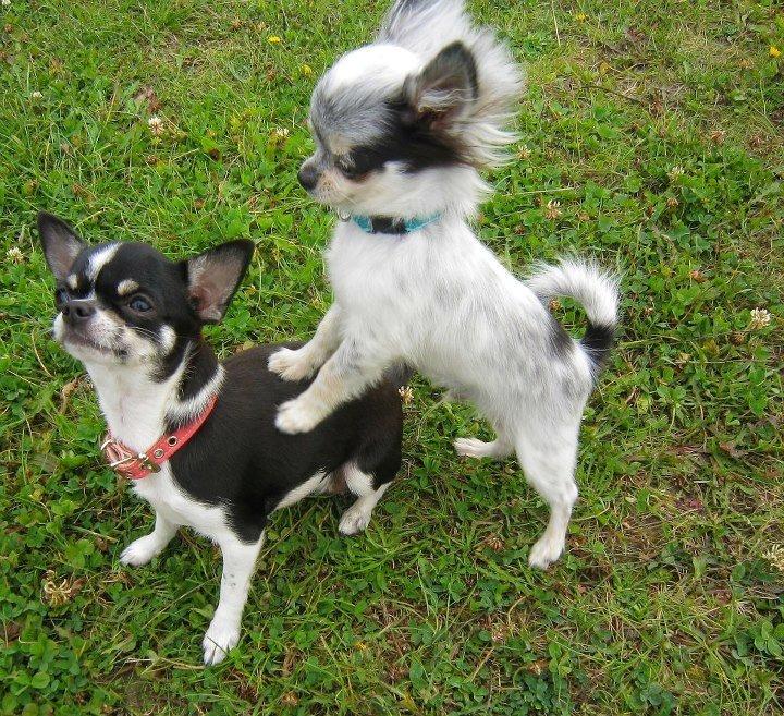 Chihuahua *Melina* billede 3