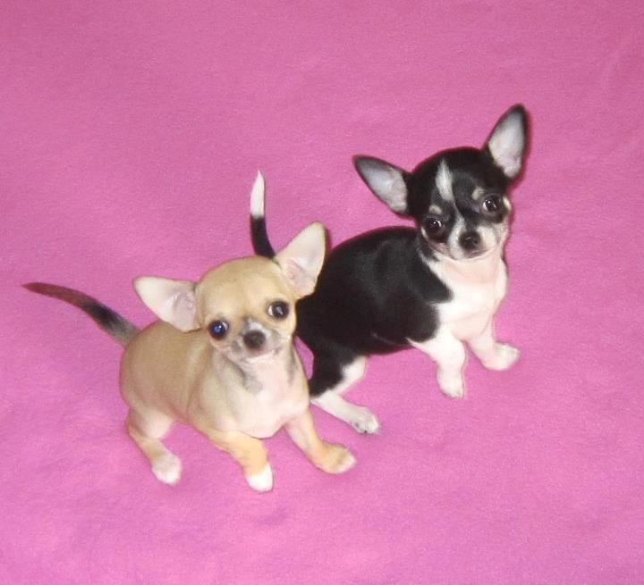 Chihuahua *Melina* billede 4