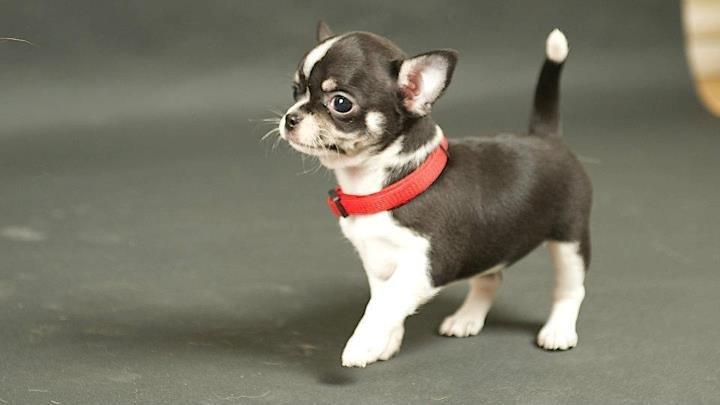 Chihuahua *Melina* billede 5