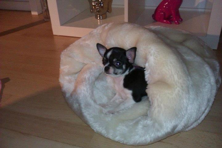 Chihuahua *Melina* billede 6