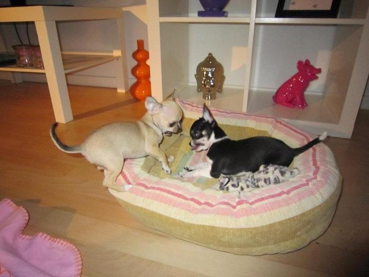 Chihuahua *Melina* billede 7