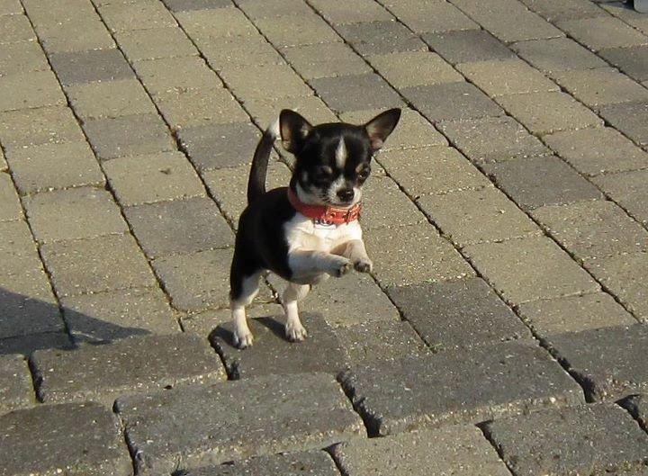 Chihuahua *Melina* billede 8