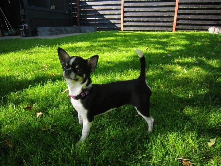 Chihuahua *Melina* billede 10