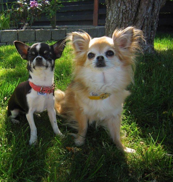 Chihuahua *Melina* billede 11