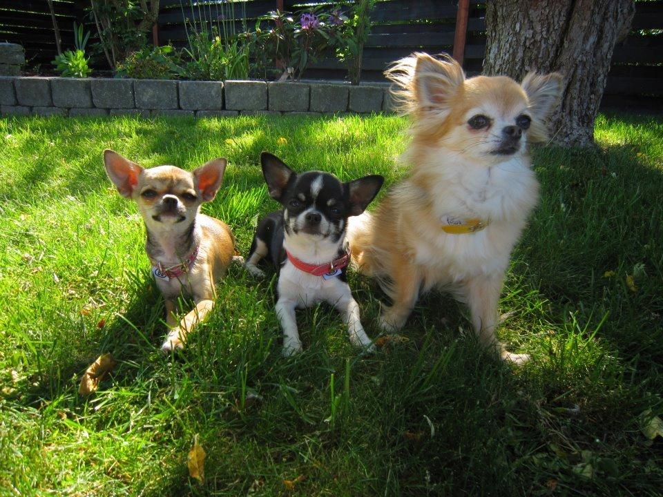 Chihuahua *Melina* billede 12