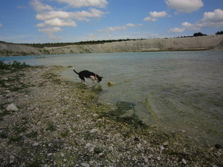 Chihuahua *Melina* billede 13