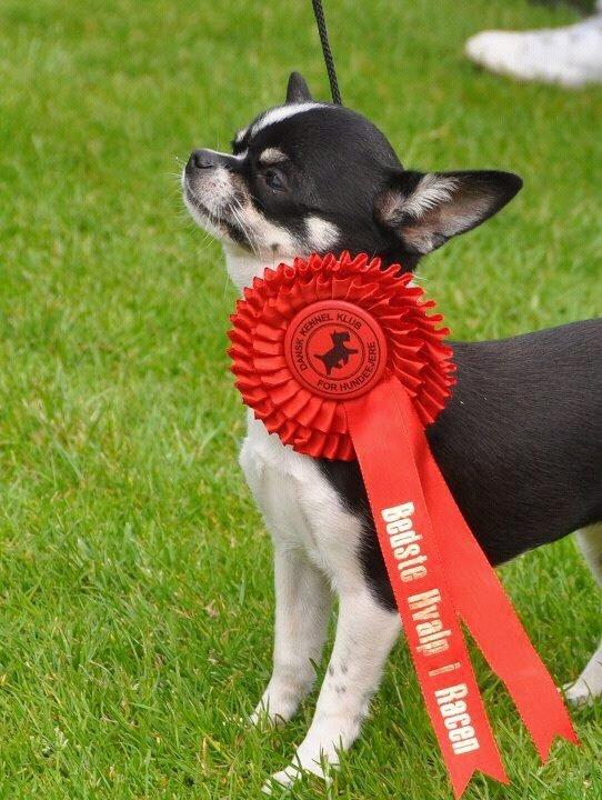 Chihuahua *Melina* billede 14