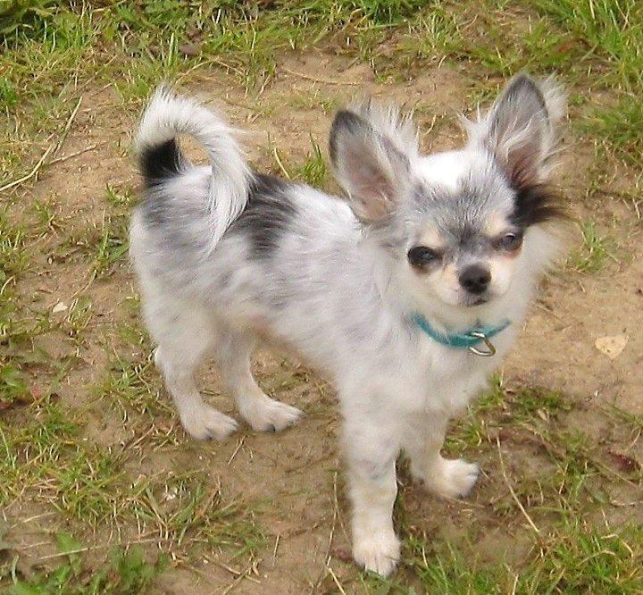 Chihuahua *Iceman* - Iceman 5 mdr. billede 1