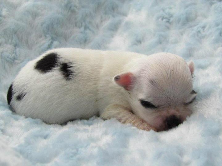 Chihuahua *Iceman* - Iceman 2 uger. billede 2